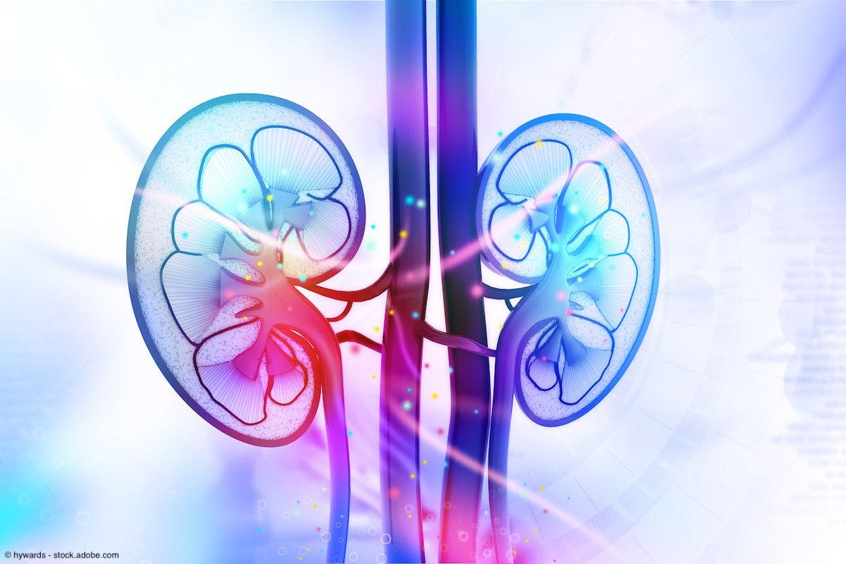 Human kidney cross section | Image Credit: © hywards - stock.adobe.com