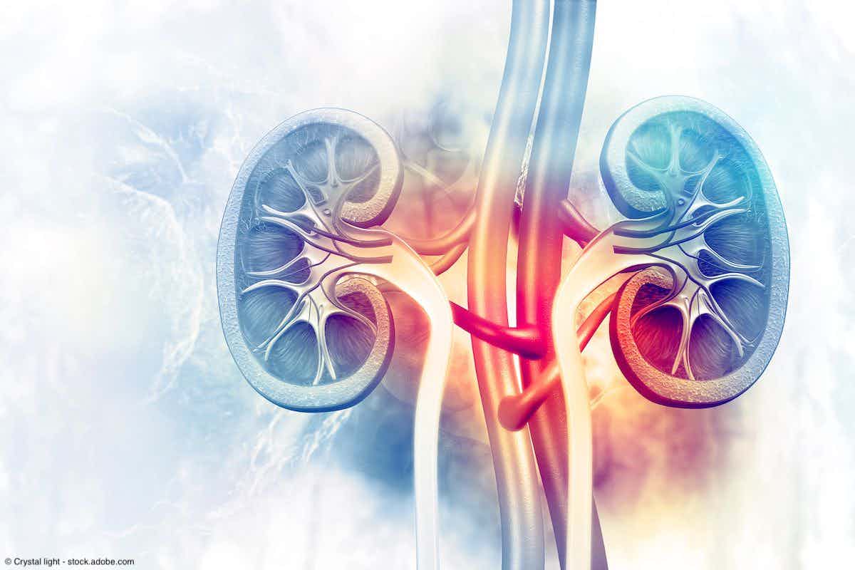 Human kidney cross section on science background | Image Credit: © Crystal light - stock.adobe.com