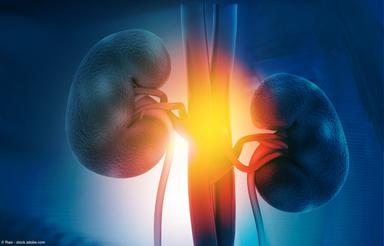 Human kidney on science background | Image Credit: © Rasi - stock.adobe.com