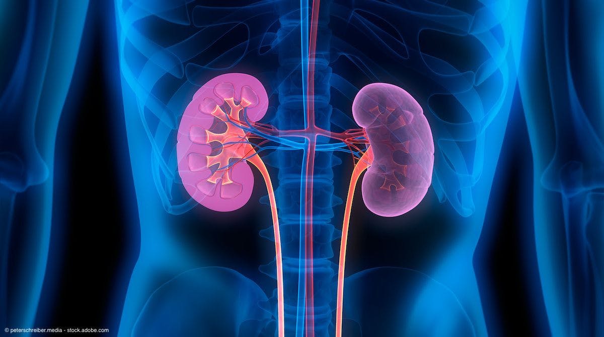 Illustration of kidneys | Image Credit: © peterschreiber.media - stock.adobe.com 